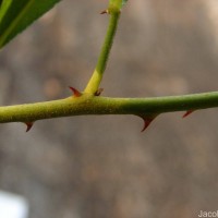 Zanthoxylum asiaticum (L.) Appelhans, Groppo & J.Wen